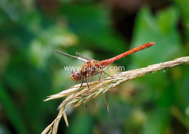 Red Dragonfly Perched on Dry Grass Stem - Close-up Nature Insect Photo