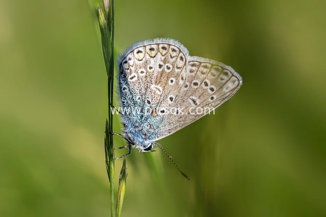 Common Blue Butterfly Resting on a Green Grass Stem | Macro Nature Photography