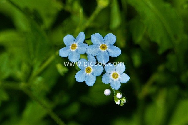 Close-up of Blue Forget-Me-Not Flowers – Fresh Blooming Tiny Blooms