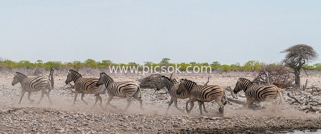 非洲纳米比亚埃托沙斑马群奔跑的荒野场景