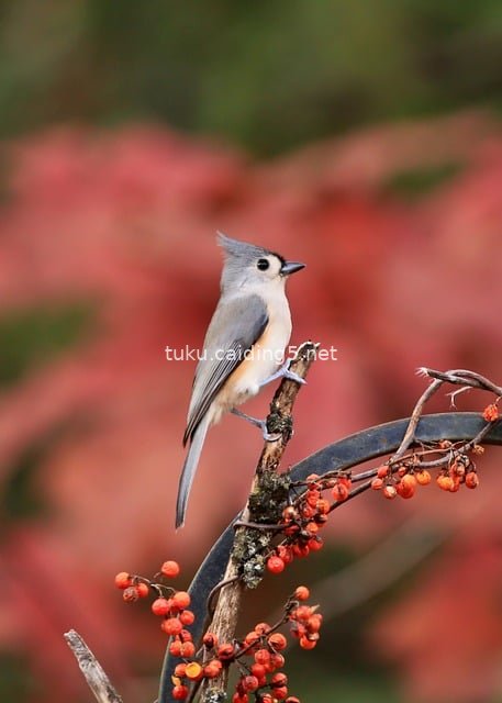 凤头山雀栖息红果枝 自然野趣鸟类写真