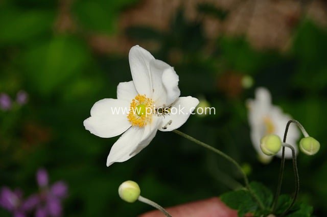 White Wildflower Blooming: Fresh Natural Scene with Insect on Stamen