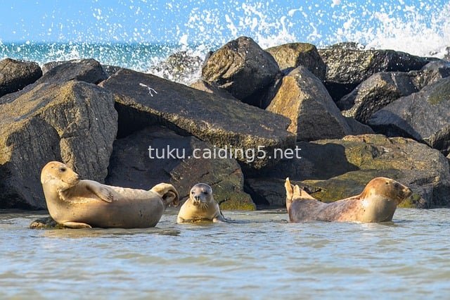 海边岩石与海浪中的灰海豹 海洋野生动物画面