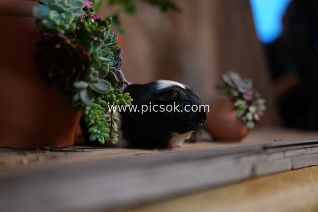 可爱黑白豚鼠依偎多肉植物的温馨场景