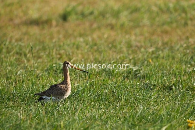 Snipe Foraging on Grassland at Sunset – Wildlife Photography
