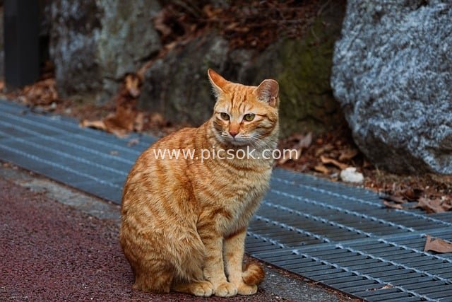 Photograph of Adorable Orange Tabby Cat in Static Pose in Natural Outdoor Setting