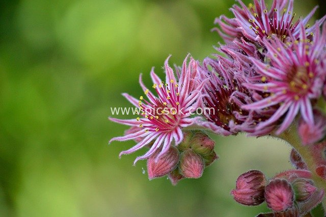 长生草粉色花朵特写 多肉植物自然花卉壁纸