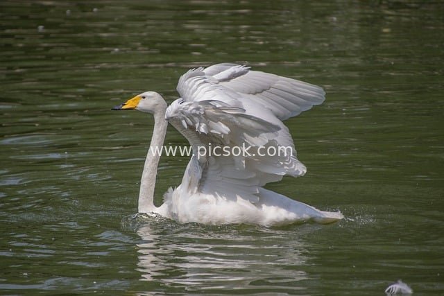水面展翅的白天鹅 优雅自然生态景观