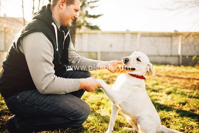 阳光户外男子与白色狗狗亲密互动瞬间