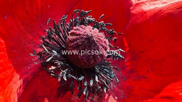 Close-Up of Red Poppies: The Natural Beauty of Stamens and Petals