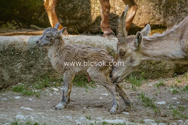 Heartwarming Moment Between a Newborn Alpine Ibex Kid and Its Mother