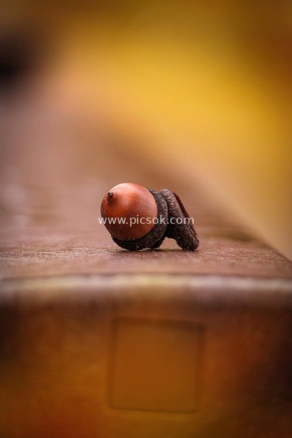 微距橡子特写 秋日自然野趣场景