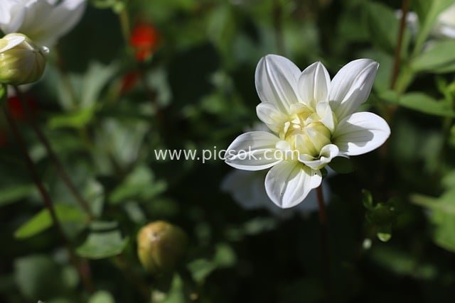 阳光下的白色大丽花 花园自然花卉绽放