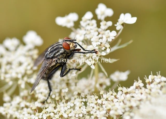 微距镜头下灰蝇停驻白色野花 自然昆虫特写