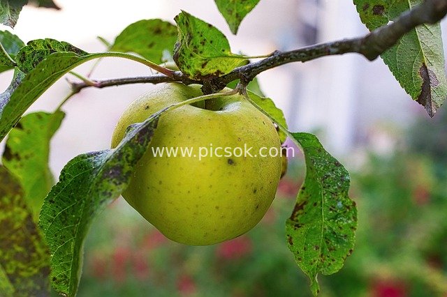 Close-up of Green Apples on a Branch – Organic, Healthy, and Delicious Fruit
