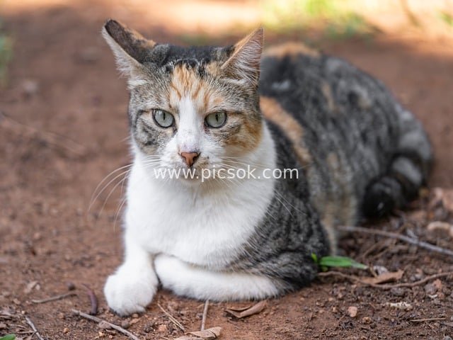 Close-up of an Adorable Calico Cat Relaxing Outdoors