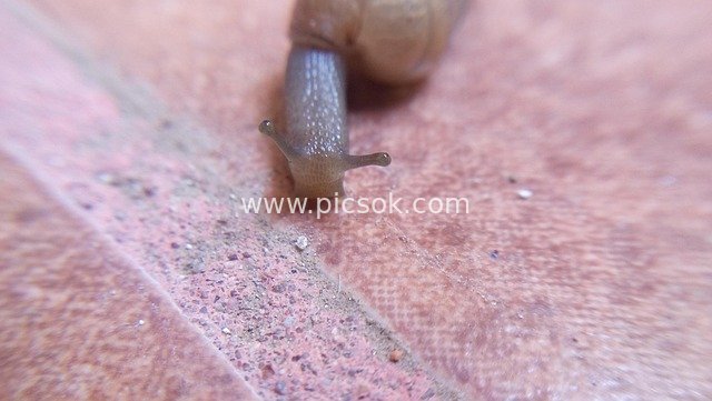 Macro Close-Up: Delicate Moment of a Brown Snail Crawling