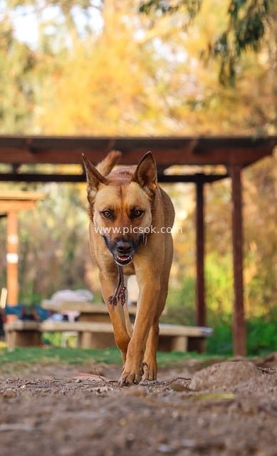 Alert Guard Dog Running in Outdoor Nature | Dynamic Photography of German Shepherd/Doberman-like Dog