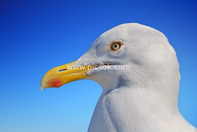 Close-Up of White Seagull Head Against Blue Sky - High-Definition Animal Material