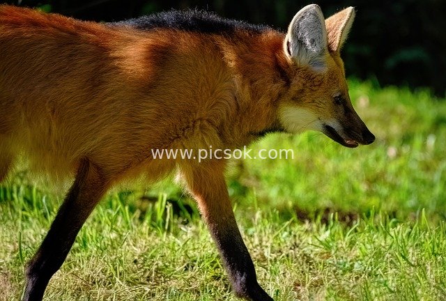 Close-up of Maned Wolf: Wild Canid's Natural Stroll