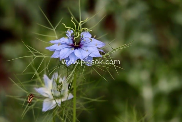 Blue Nigella damascena in Bloom: Fresh Natural Flower Photography Resource