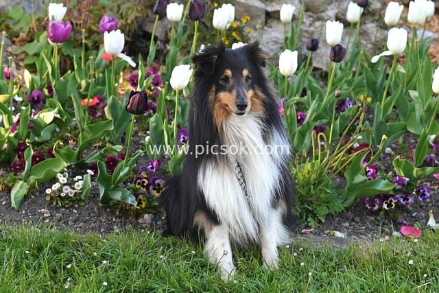 喜乐蒂牧羊犬春日花园与郁金香合影