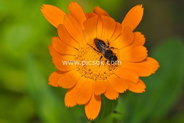 橙色金盏花与蜜蜂授粉的微距自然场景