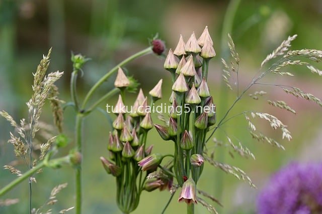Fresh Close-Up of Allium Seed Pods and Natural Grasses