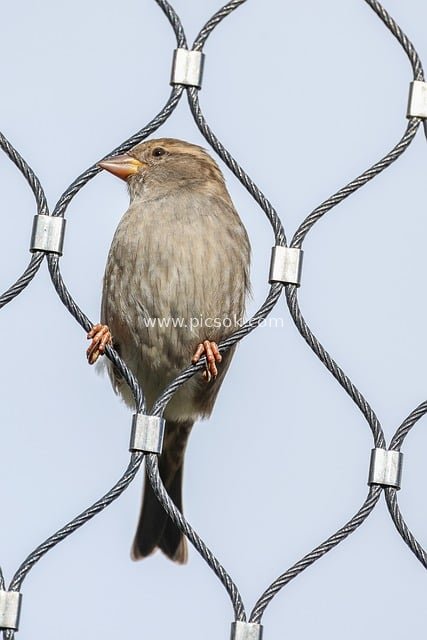 麻雀栖息金属网 自然小鸟特写图片素材