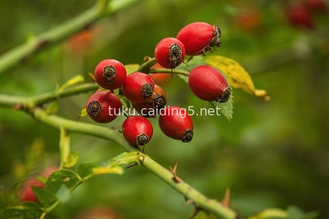 Autumn Red Rose Hips: Plump Fruits of Wild Rose