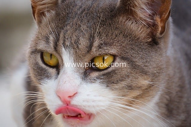 Adorable Gray Cat Close-up: Playful Look with Yellow Eyes, Pink Nose, and Tongue Out
