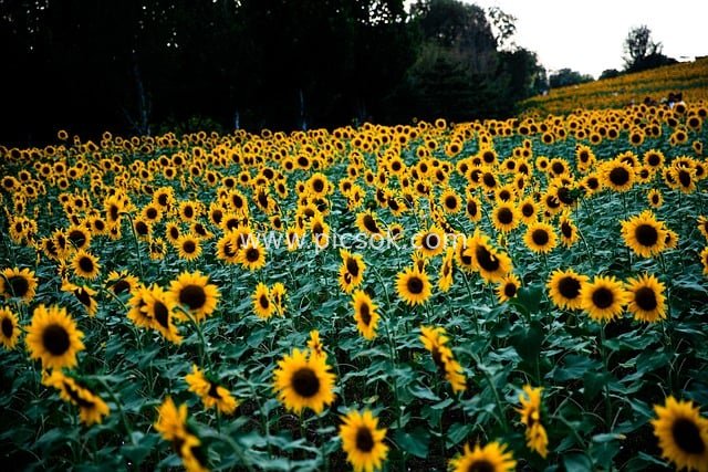 一望无际的向日葵花海 秋日自然盛景