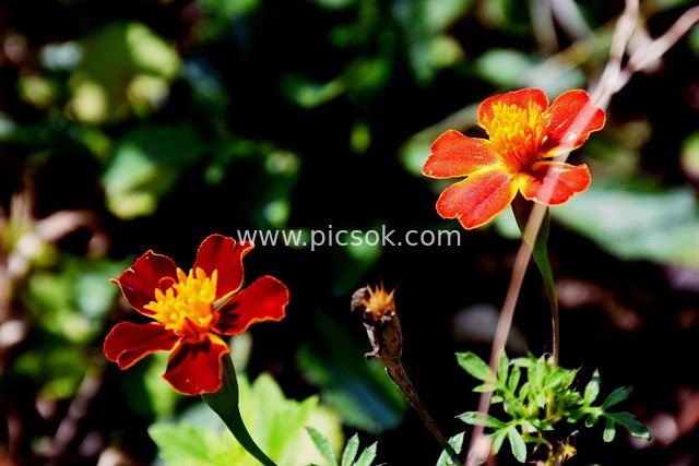 Two Red-Yellow Small Flowers: Fresh Natural Floral Photography Material