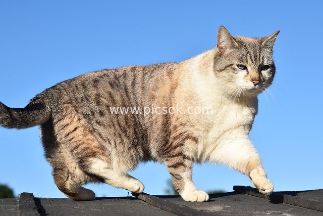 Tabby Pet Cat on Roof with Blue Sky Background - HD Material