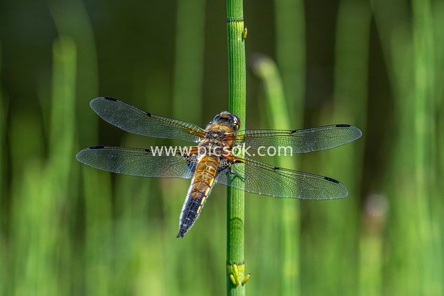 Four-spotted Skimmer Resting on Green Reed Stalk: Macro Insect Close-up