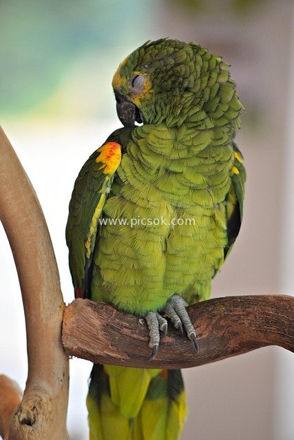 黄冠亚马逊鹦鹉休憩 翠绿羽毛生动特写
