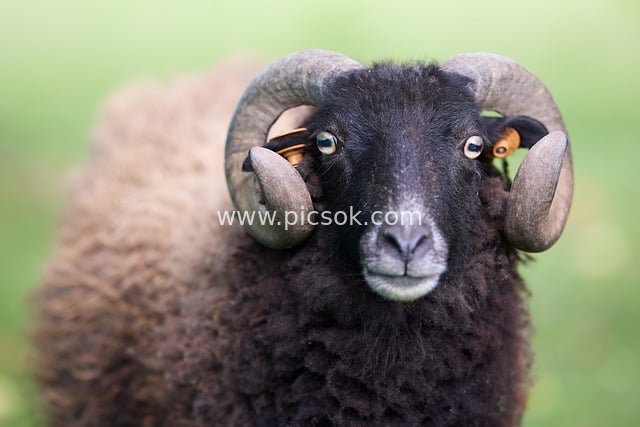 乌埃桑公羊特写：毛茸茸+好奇+自然散景