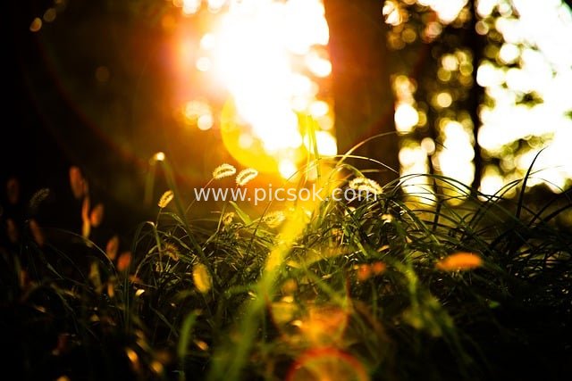 秋日暖光下的林间花草自然景观