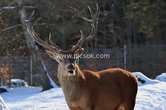 冬日雪野雄鹿肖像 野生动物摄影素材