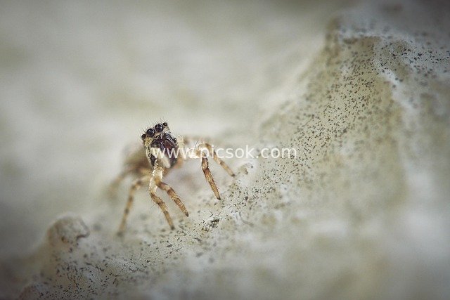 Macro Photography of a Small Jumping Spider: Microscopic Details and Natural Beauty of an Arachnid Species