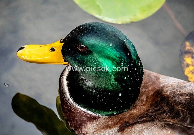 绿头鸭特写 水面水禽自然野生动物素材