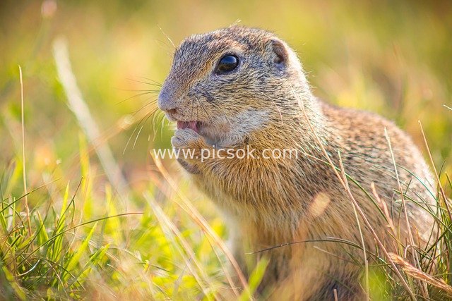 Close-up of Adorable Prairie Ground Squirrel on Summer Grassland | Nature & Ecological Photography