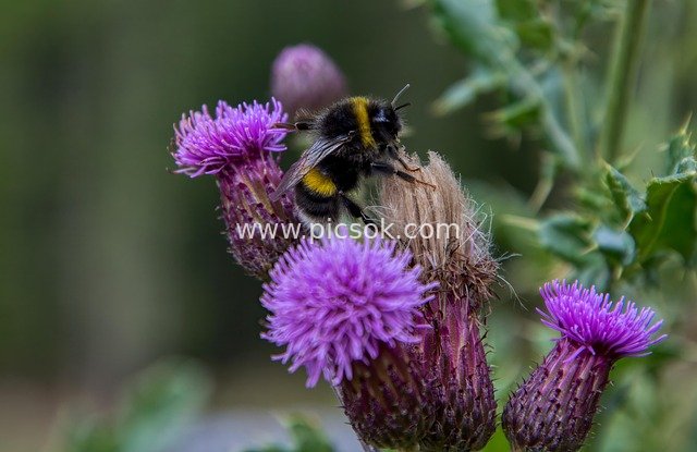 Bumblebee Gathering Nectar on Purple Thistle Flowers in Macro View