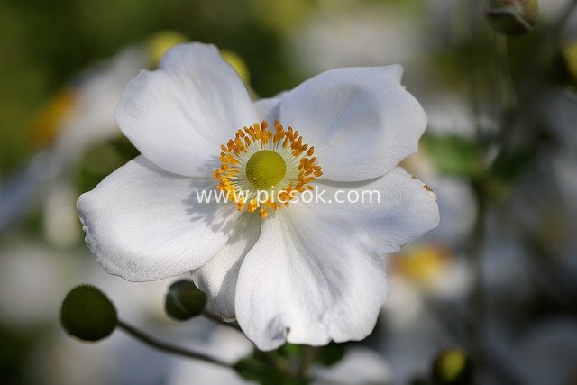 Close-up of White Autumn Anemone: Fresh Petals & Stamens in Autumn Bloom