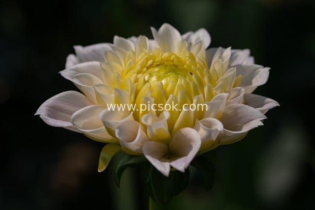 White-Yellow Gradient Dahlia Close-Up HD Flower Wallpaper
