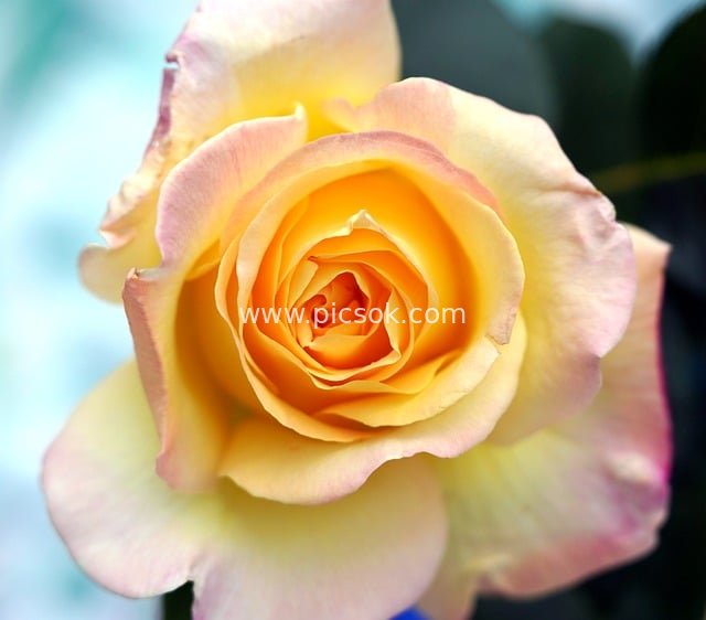 柔美渐变玫瑰特写 浪漫花卉自然绽放图