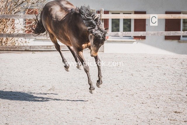 Brown Horse Leaping Joyfully: Dynamic Equestrian Moment