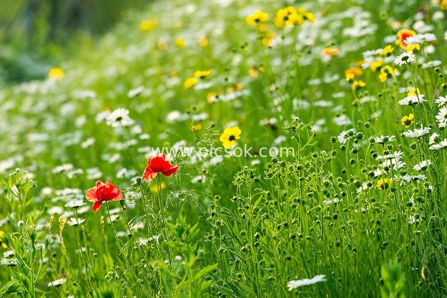 Autumn Flower Sea in Gimpo, South Korea: Red Poppies and Daisies Vying for Splendor