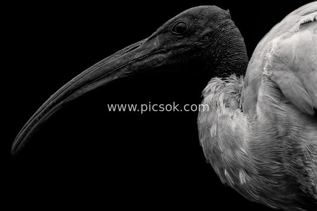 Black-and-White Close-Up: Elegant Silhouette of the Black-headed Ibis (Near-Threatened Bird)