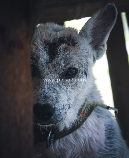 Stray Dog in Boracay: A Street Pet with Sad Eyes